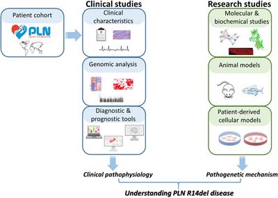 Phospholamban R14del disease: The past, the present and the future